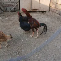 خروس|حیوانات مزرعه|بکتاش, |دیوار