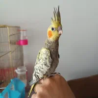 یک جفت  جوجه عروس هلندی معاوضه با..