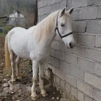 نریان ترکمن یاموت سفید