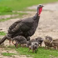 جوجه بوقلمون یکماهه