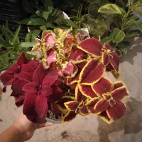حسن یوسف فقط ۲۰۰