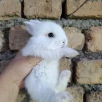 بچه خرگوش بالغ لوپ
