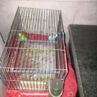 قناری سبز ومرغ عشق یه جفت نر و ماده