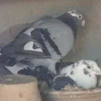 فروش تعدادی کبوتر مسافتی
