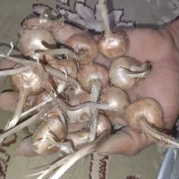 پیاز زعفران خرید فروش
