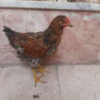 جوجه ۴ ماهه