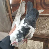 کبوتردم سیاه