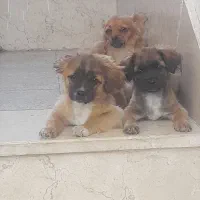 پاپی ماده و توله هاش