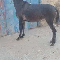فروش فوری قاطر عشایری ۹۰