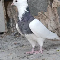 کبوتر طوقی شازده
