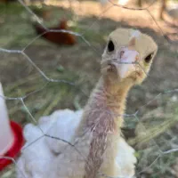 جوجه 3 ماهه بیوتی
