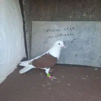 کبوتر پرنده