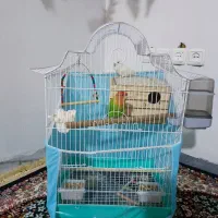 کوتوله برزیلی ماده و نر