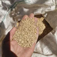 گندم|عمده‌فروشی|مرودشت, رودبال|دیوار