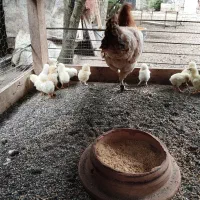 فروش مرغ محلی با ۱۵ عدد جوجه