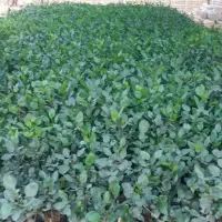 فروش نهال پسته و انار جرقویه