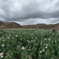 خرما محلی