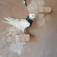 دوتا طوقی سیاه پرشی