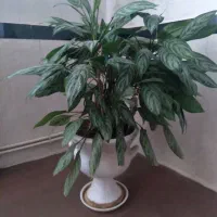 مبل ال وگلدان