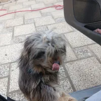 واگذاری|سگ|چناران, |دیوار