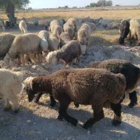 گوسفند بره ۴۰گیلو به بالا