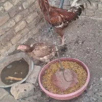 مرغ و خروس لاری