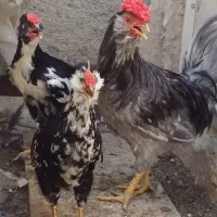 خروس گلین طوسی و مشکی و جوجه