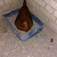 مرغ محلی عربی