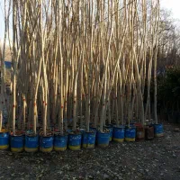 نهال درجه یک