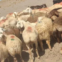 گوسفند فروشی