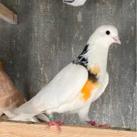 ماده پرشی گرفتنی طلا