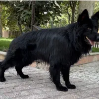 سگ جرمن بلک شولاین نر