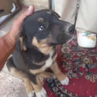 سگ. ژرمن