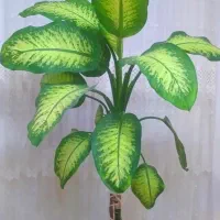 گیاه طبیعی دیفن باخیا