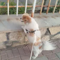 پاپی