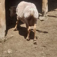 گوسفند