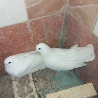 مرغ عشق|پرنده|مسجد سلیمان, |دیوار