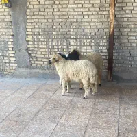 گوسفند بره وبره