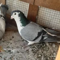 کبوتر دمگیر