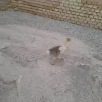 اوردک