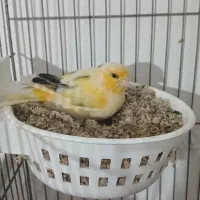 قناری دهن سهره