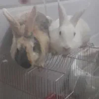 یک جفت خرگوش