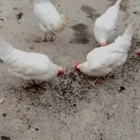 ۵تامرغ سفید فروشی