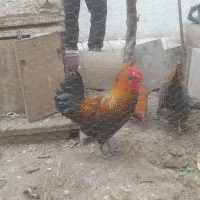 باسلام خروس محلی فوق به فروش میرسد