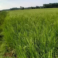 فروش زمین شالیزار