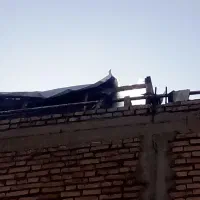کبوتر|پرنده|شوشتر, |دیوار