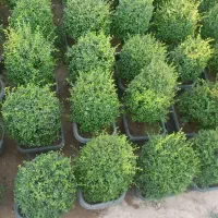 گیاه درختچه مورد بنسای