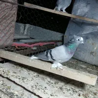 سبز دم سفید بازی کن بوم باز