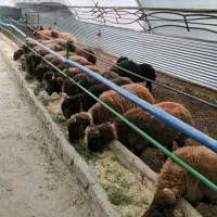 گوسفند قزل افشار همو هترو اصلاح نژاد