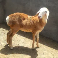 بره ماده چینی